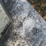 1st Stage: yellow oxidation. Photo by CS Thomson.